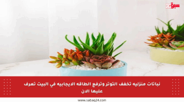 نباتات منزلية تخفف التوتر وترفع الطاقة الإيجابية في البيت تعرف عليها الآن